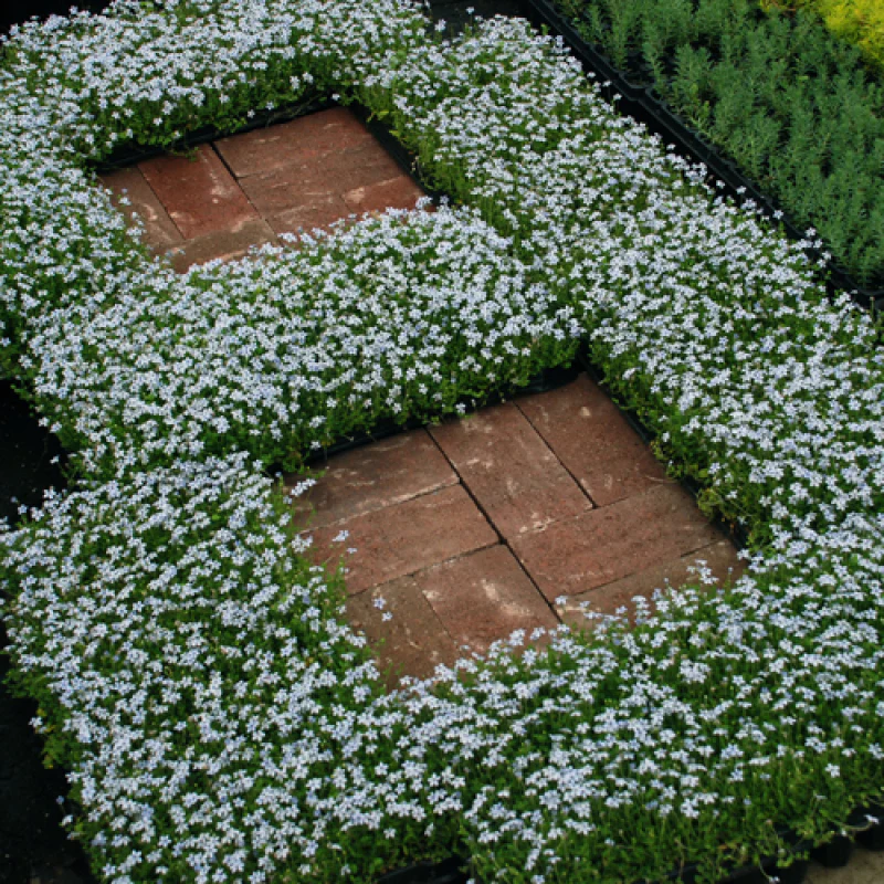 Blue Star Creeper (Isotoma fluviatilis) - Image 8