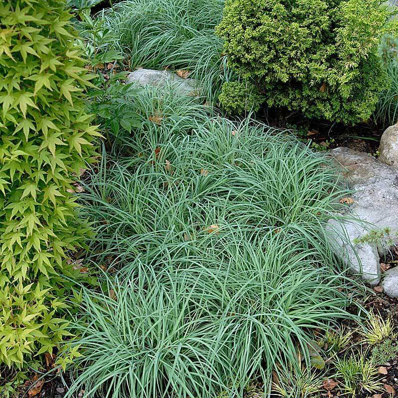 'Blue Zinger' Sedge (Carex) - Image 2
