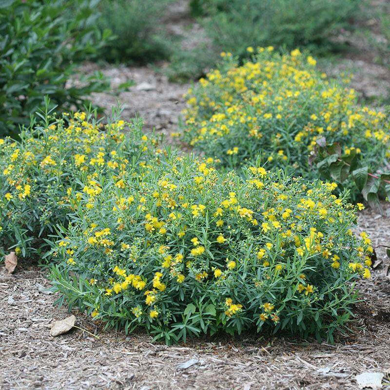 Blues FestivalĀ® St. John's Wort