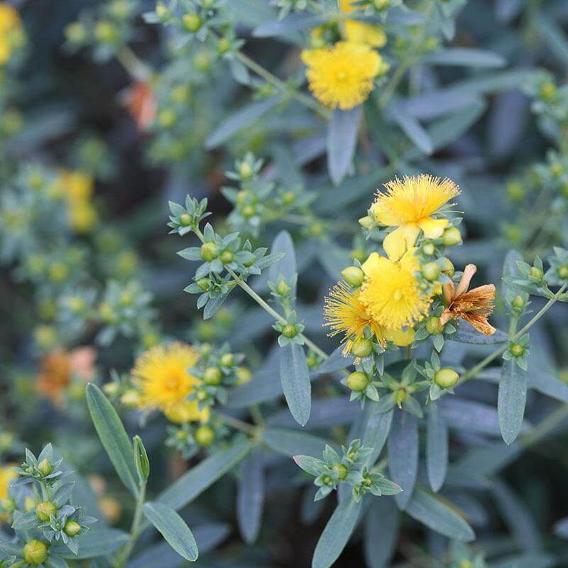 Blues FestivalĀ® St. John's Wort - Image 2