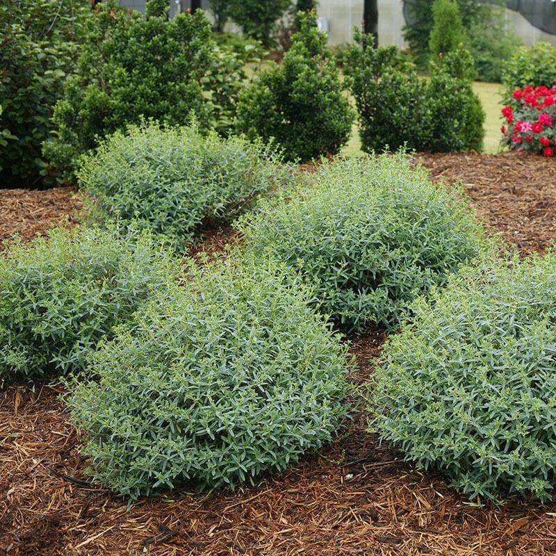 Blues FestivalĀ® St. John's Wort - Image 3