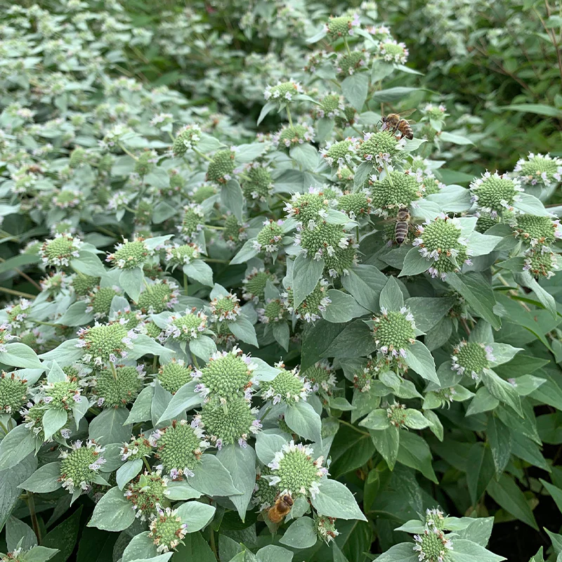 Blunt Mountain Mint (Pycnanthemum muticum) - Image 2