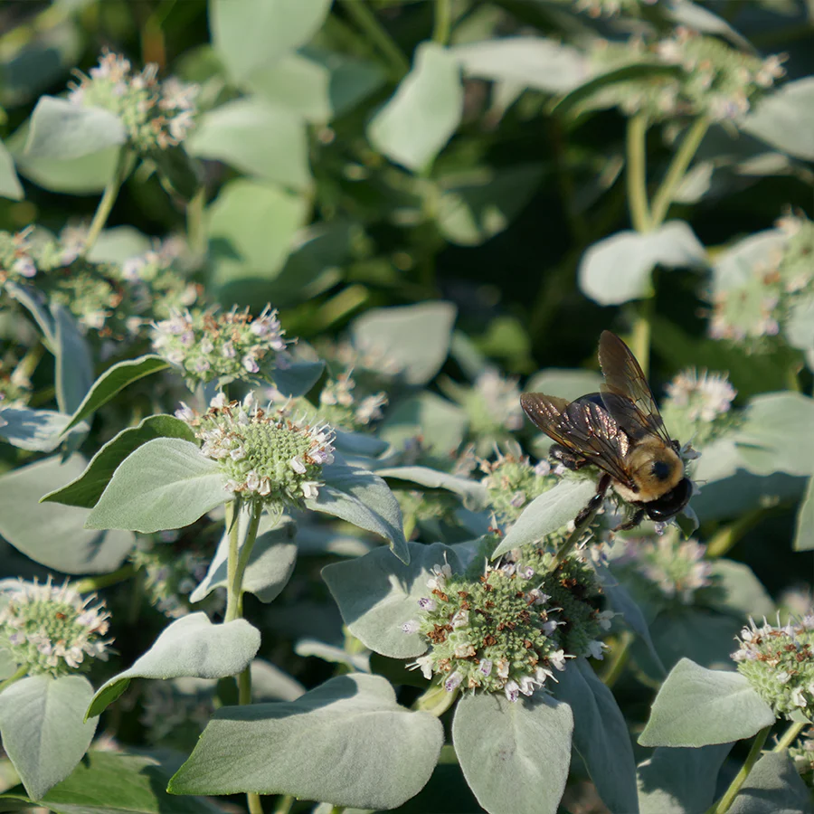 Blunt Mountain Mint (Pycnanthemum muticum) - Image 4