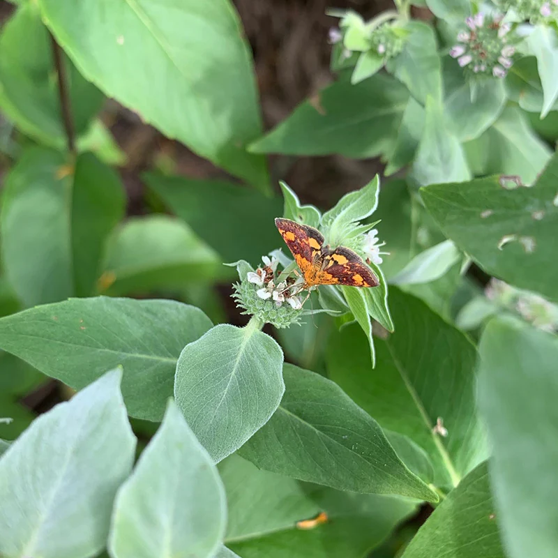 Blunt Mountain Mint (Pycnanthemum muticum) - Image 5