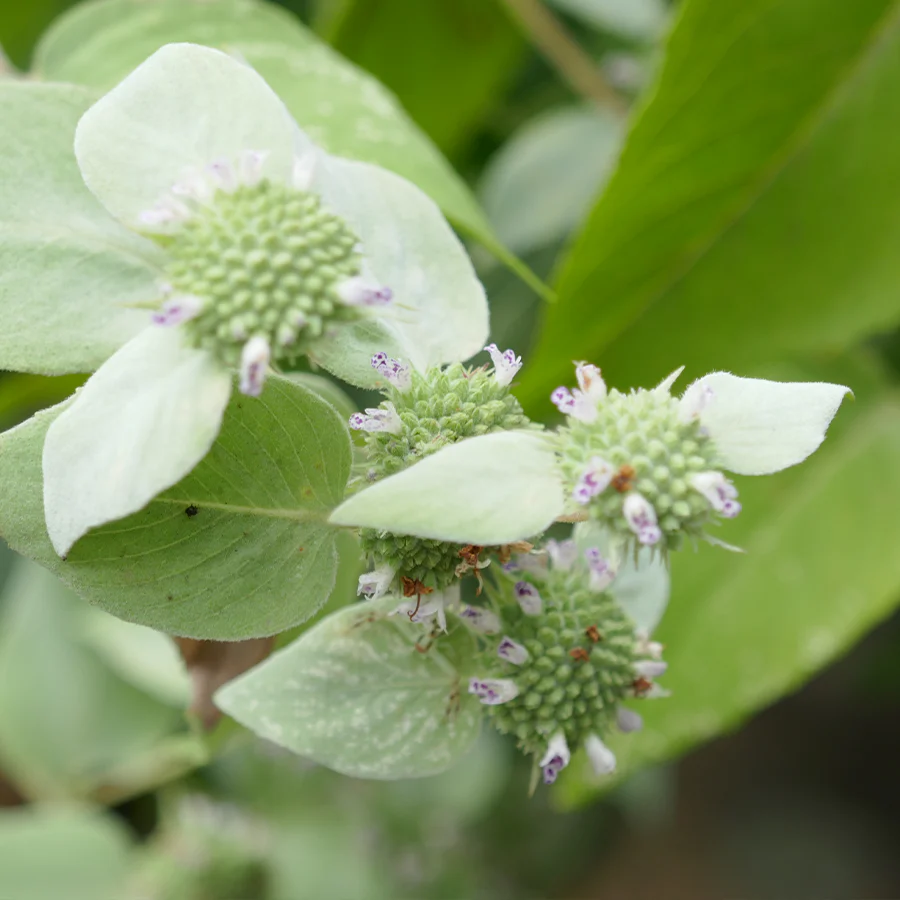 Blunt Mountain Mint (Pycnanthemum muticum) - Image 6