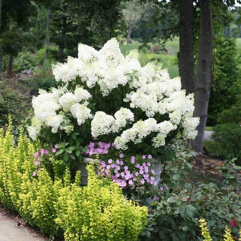 Bobo® Panicle Hydrangea - Image 3