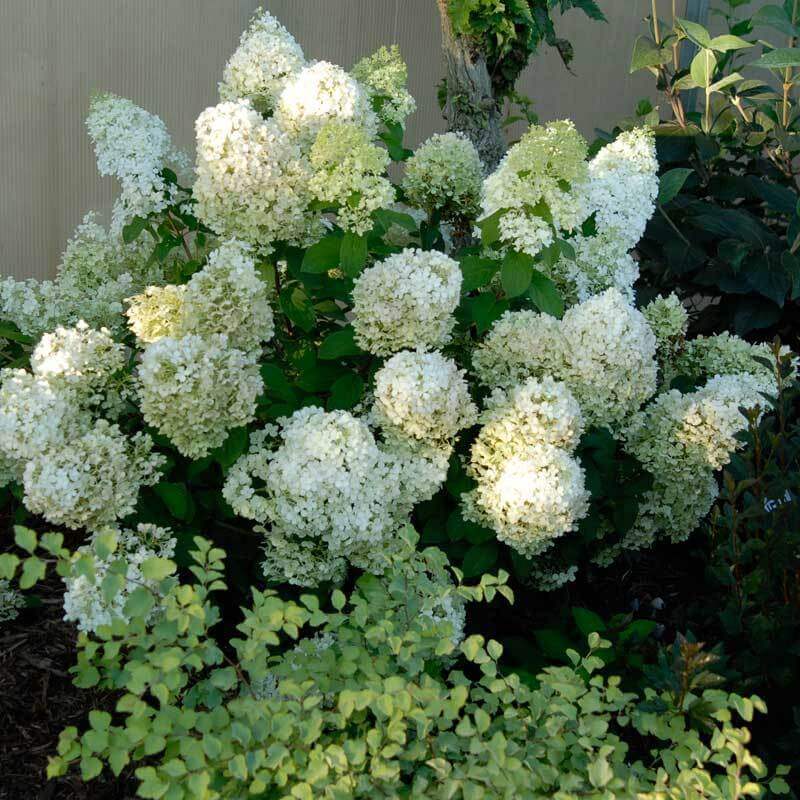 Bobo® Panicle Hydrangea - Image 4