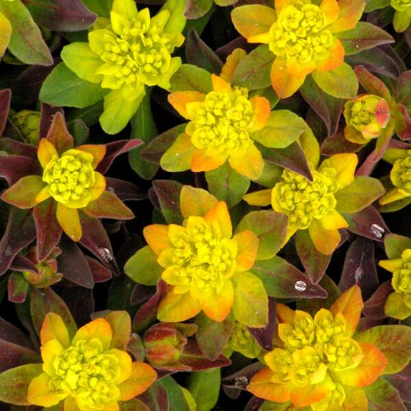'Bonfire' Spurge (Euphorbia) - Image 2