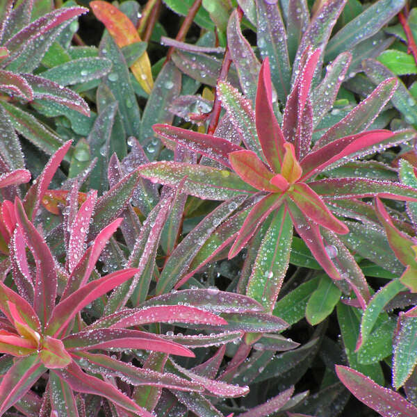'Bonfire' Spurge (Euphorbia) - Image 3