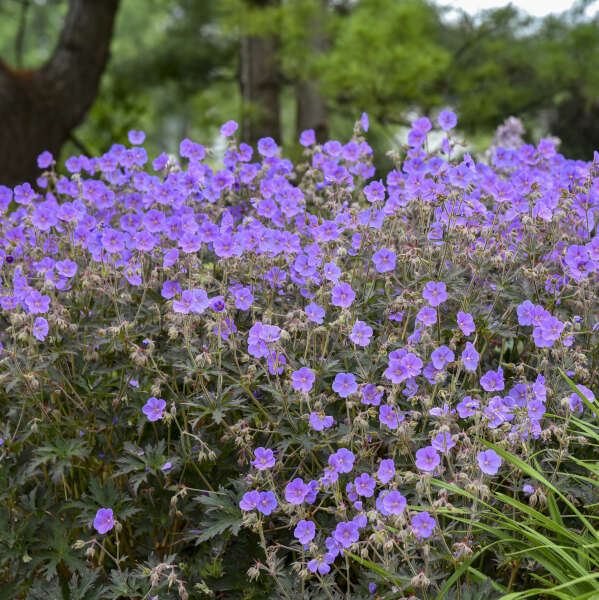 'Boom Chocolatta' Cranesbill (Geranium) - Image 2