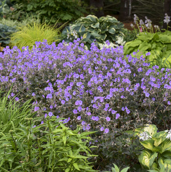 'Boom Chocolatta' Cranesbill (Geranium) - Image 3