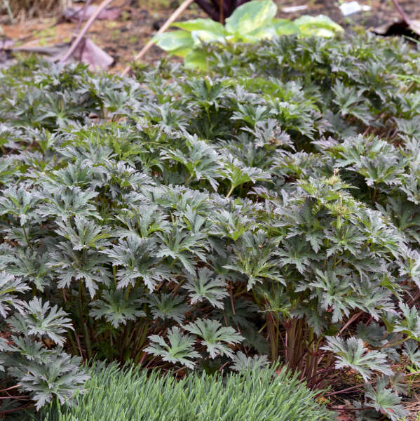 'Boom Chocolatta' Cranesbill (Geranium) - Image 4