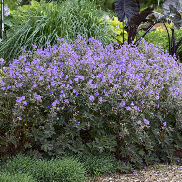 'Boom Chocolatta' Cranesbill (Geranium) - Image 5