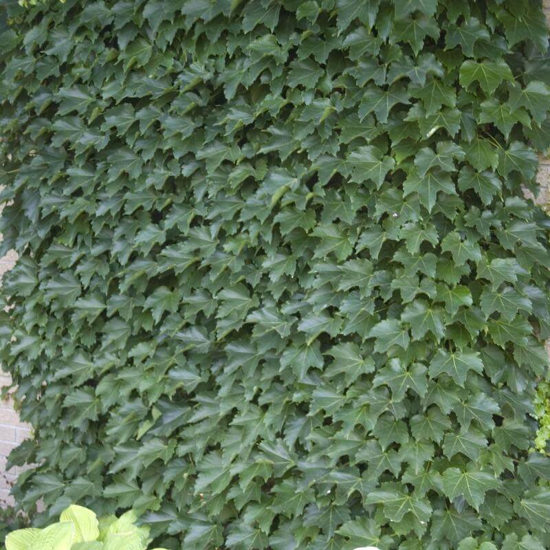 Boston Ivy (Parthenocissus) - Image 3