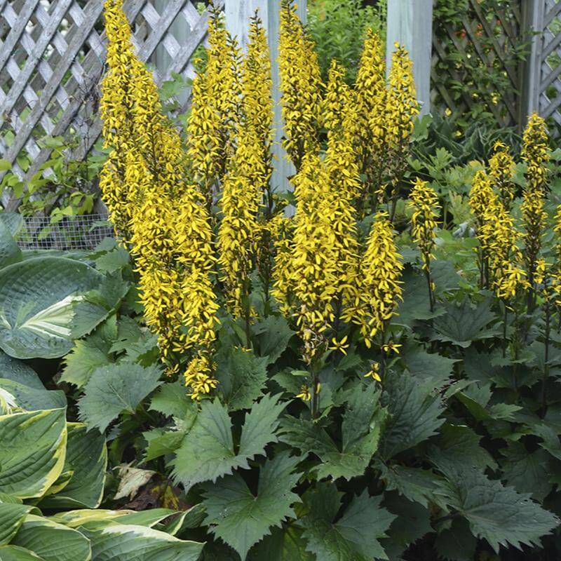 'Bottle Rocket' Ligularia - Image 2