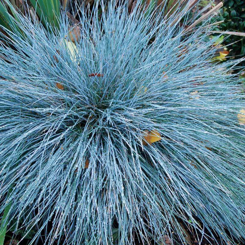 'Boulder Blue' Blue Fescue (Festuca)