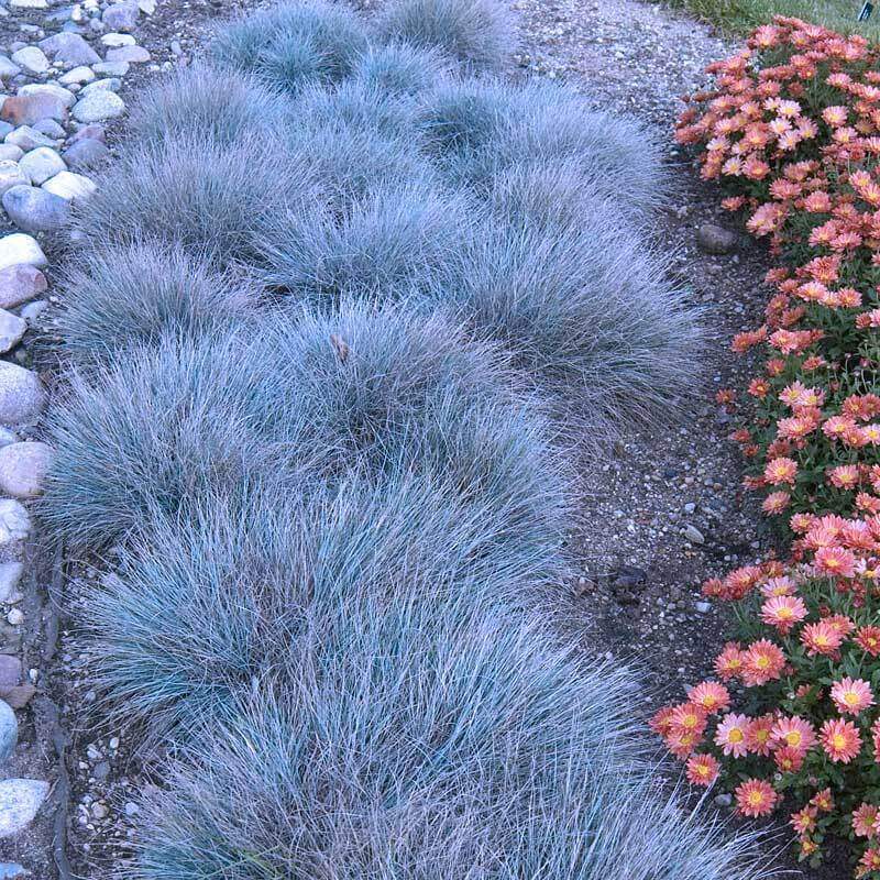 'Boulder Blue' Blue Fescue (Festuca) - Image 2