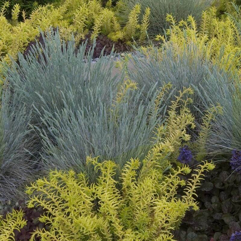 'Boulder Blue' Blue Fescue (Festuca) - Image 3