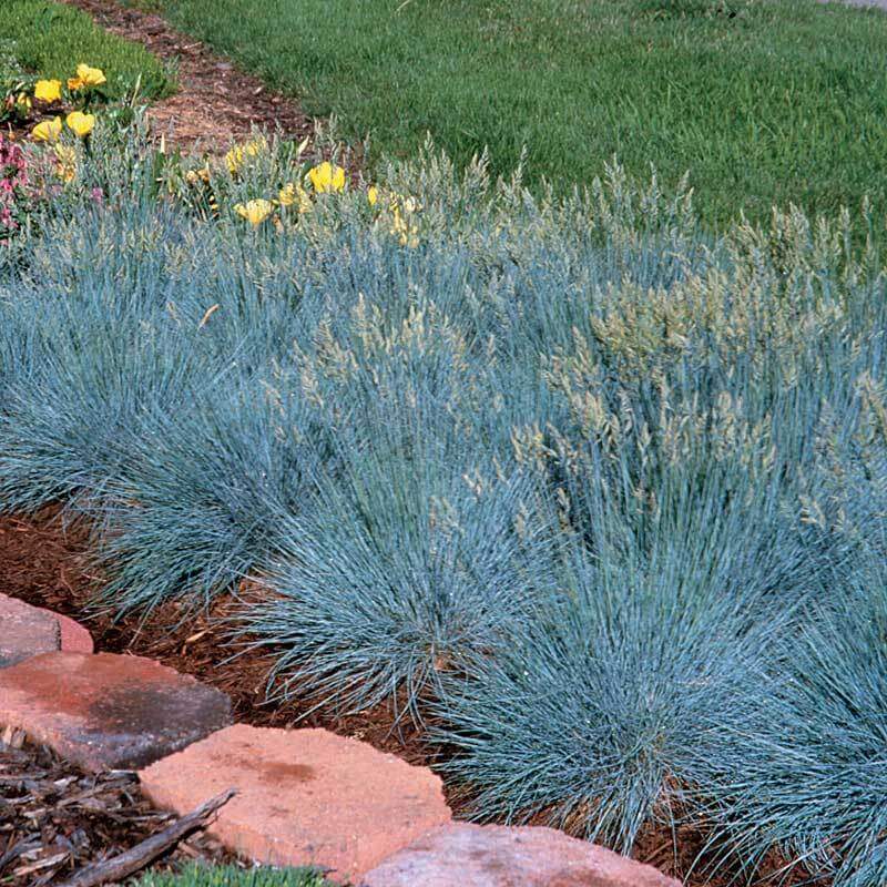 'Boulder Blue' Blue Fescue (Festuca) - Image 4