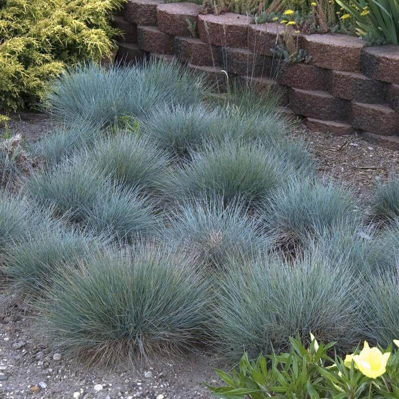 'Boulder Blue' Blue Fescue (Festuca) - Image 5
