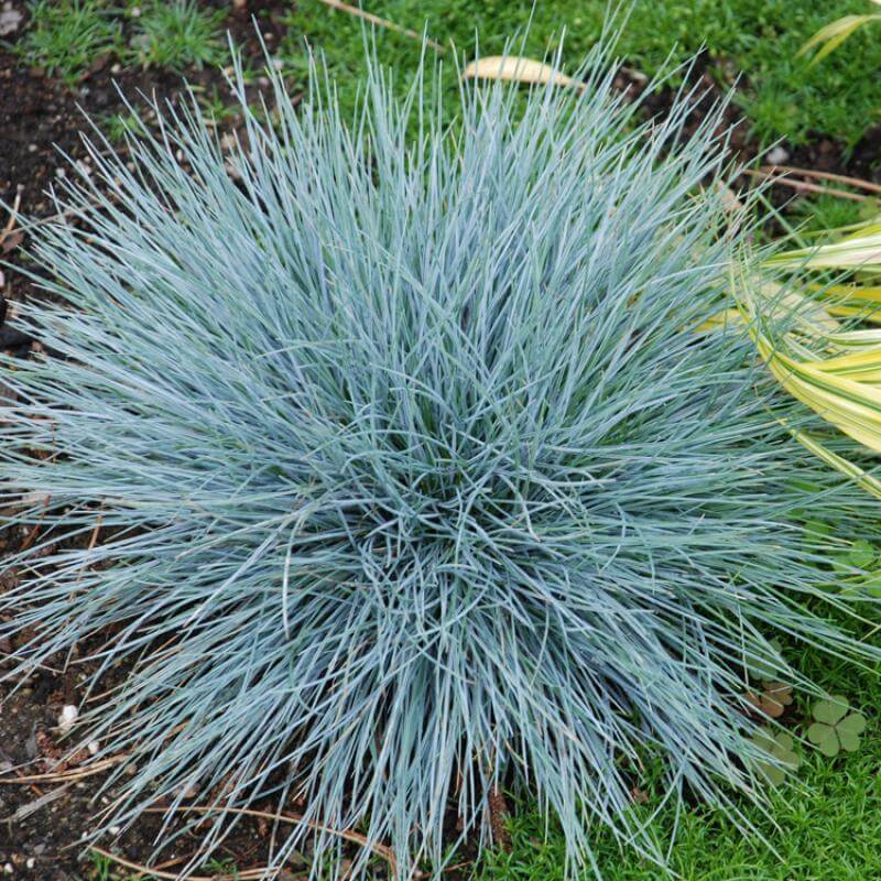 'Boulder Blue' Blue Fescue (Festuca) - Image 6