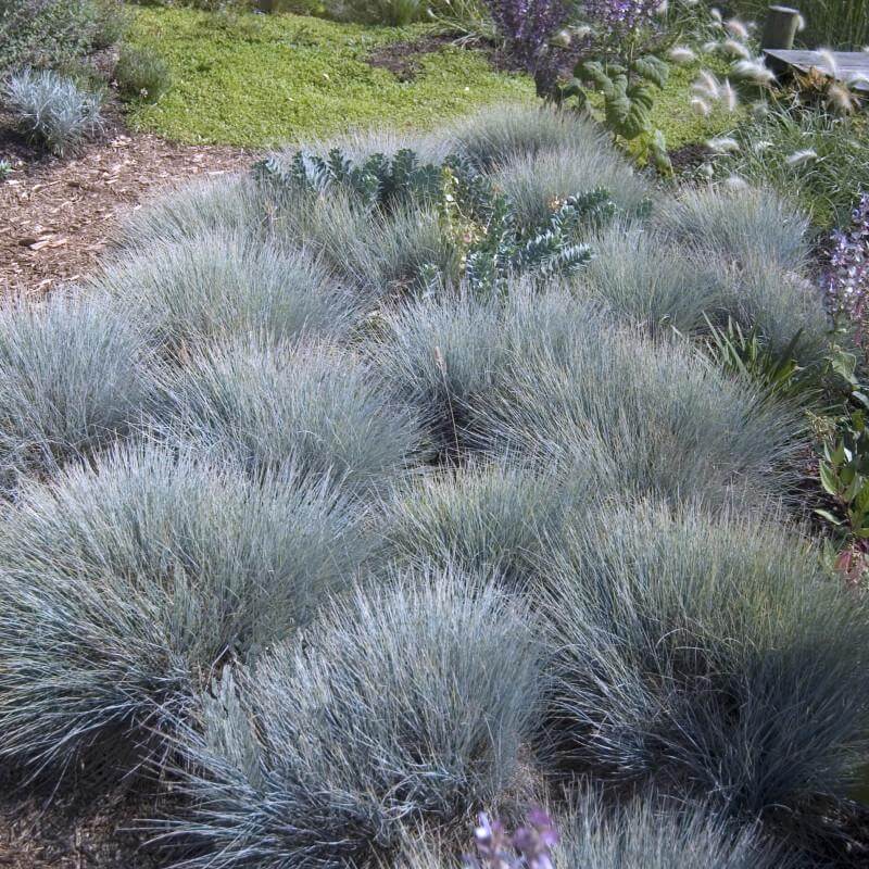 'Boulder Blue' Blue Fescue (Festuca) - Image 7