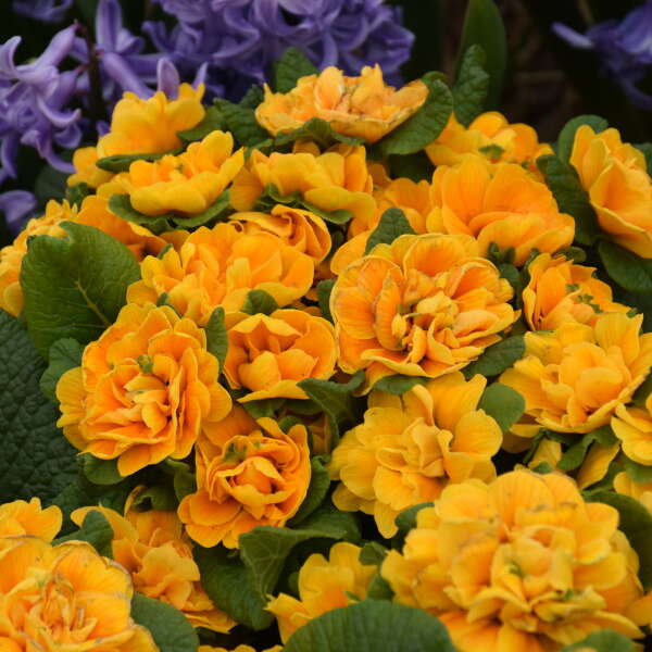 Bouquet Perfect™ 'Mandarin' Primrose (Primula) - Image 2