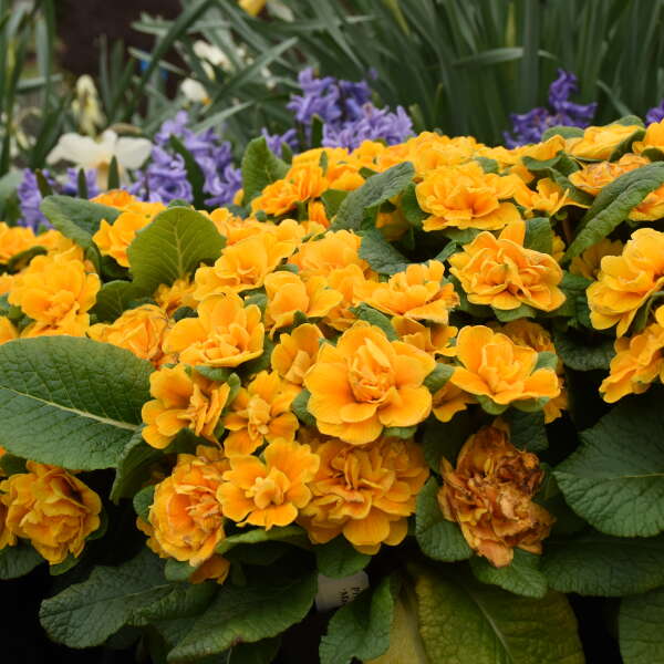 Bouquet Perfect™ 'Mandarin' Primrose (Primula) - Image 3