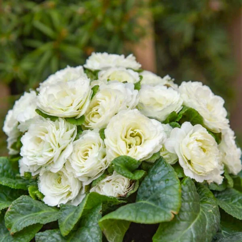 Bouquet Perfect⢠âSpearmintâ Primrose (Primula)