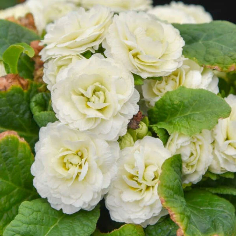Bouquet Perfect⢠âSpearmintâ Primrose (Primula) - Image 2