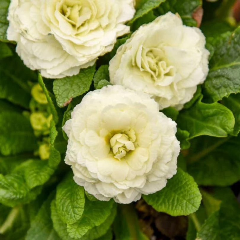 Bouquet Perfect⢠âSpearmintâ Primrose (Primula) - Image 3