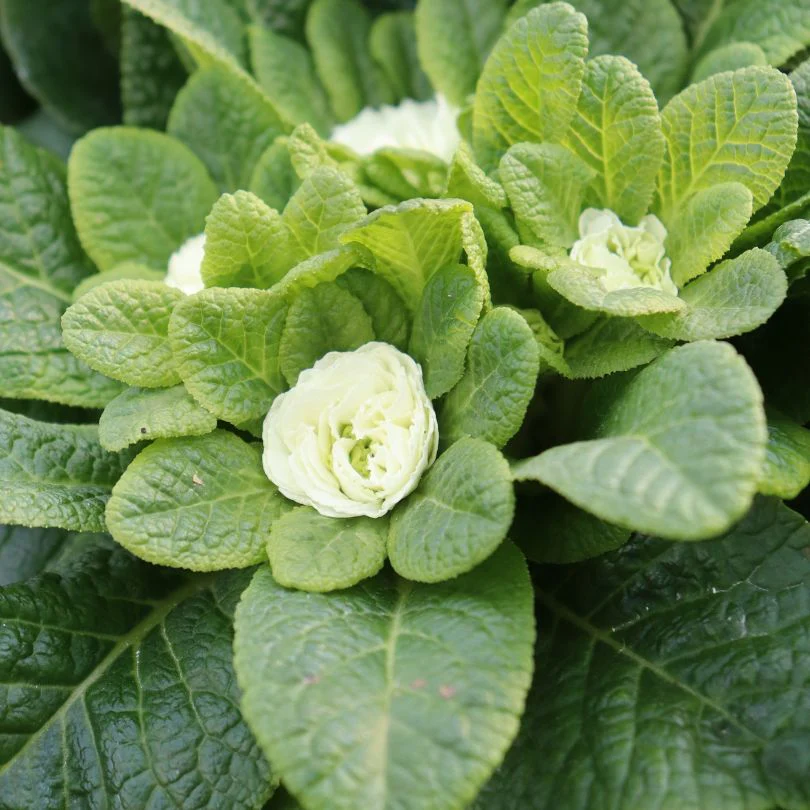 Bouquet Perfect⢠âSpearmintâ Primrose (Primula) - Image 4