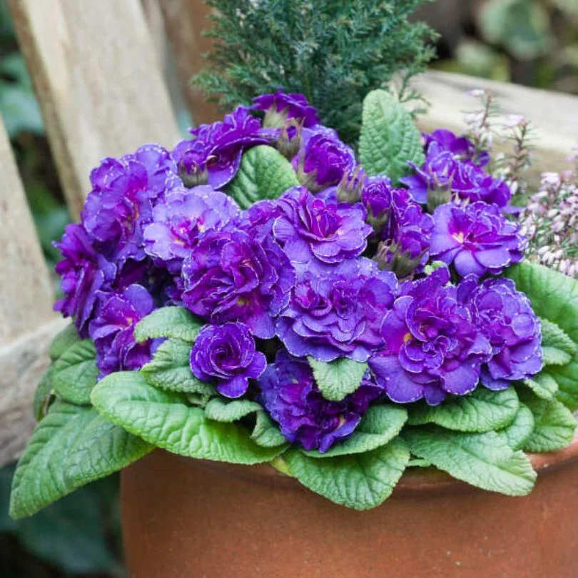 Bouquet Perfect⢠âViolettaâ Primrose (Primula) - Image 2