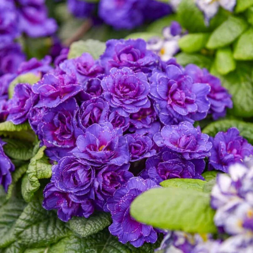 Bouquet Perfect⢠âViolettaâ Primrose (Primula) - Image 4