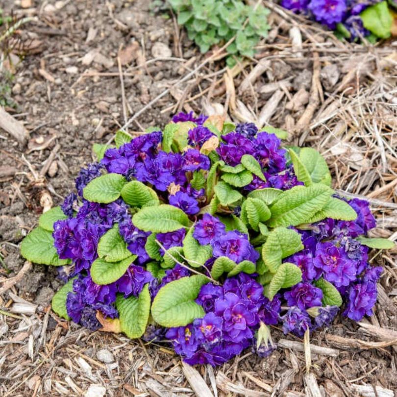Bouquet Perfect™ ‘Violetta’ Primrose (Primula) - Image 5