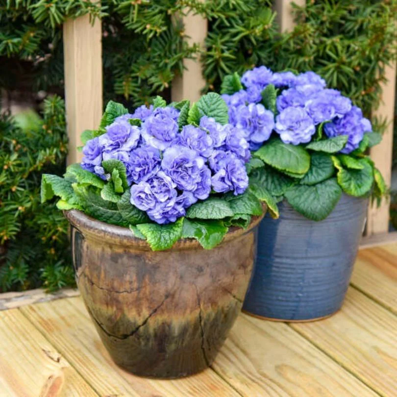 Bouquet Perfect™ ‘Watercolour Blue’ Primrose (Primula) - Image 2
