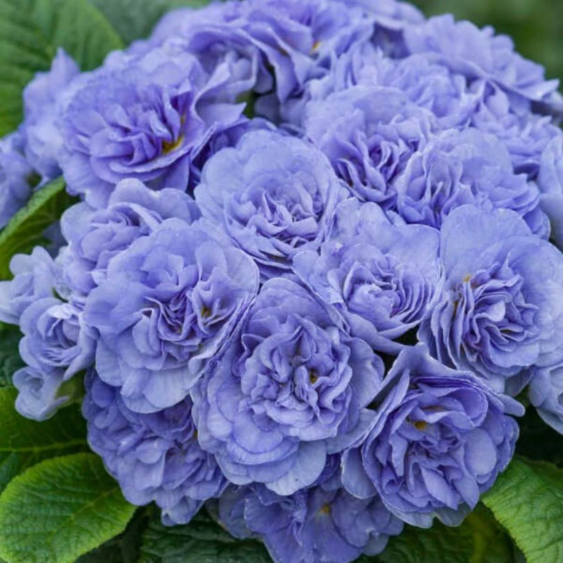 Bouquet Perfect™ ‘Watercolour Blue’ Primrose (Primula) - Image 4