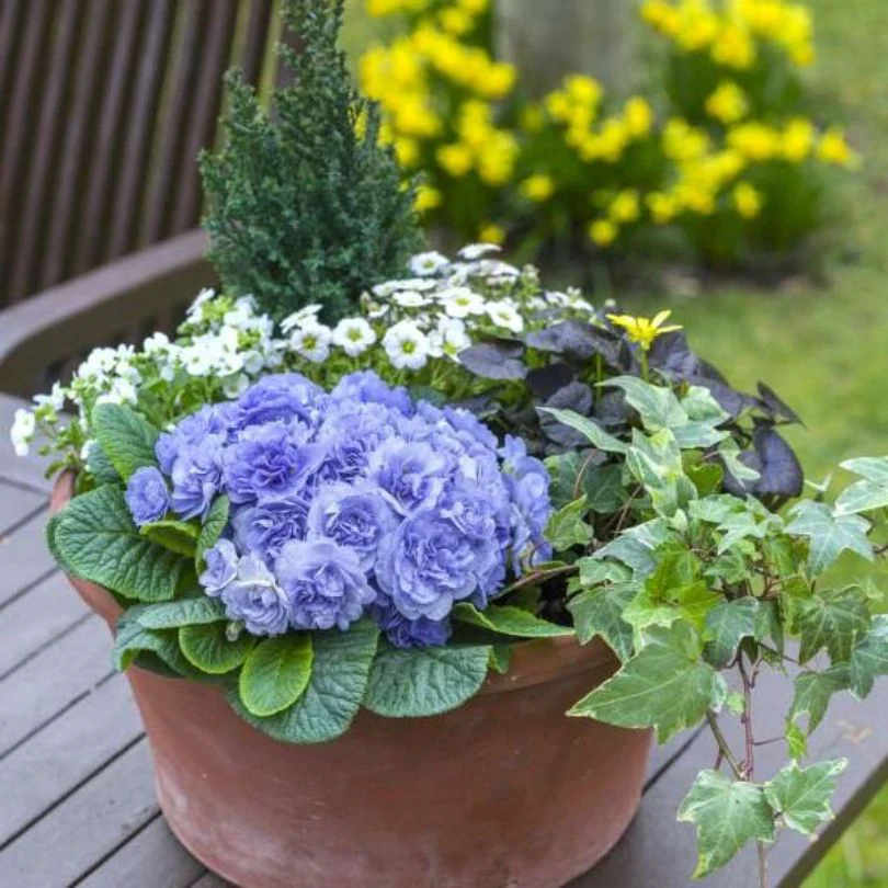 Bouquet Perfect™ ‘Watercolour Blue’ Primrose (Primula) - Image 5