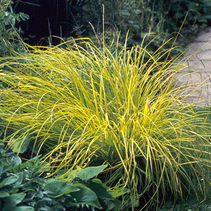 'Bowles Golden' Sedge (Carex) - Image 3