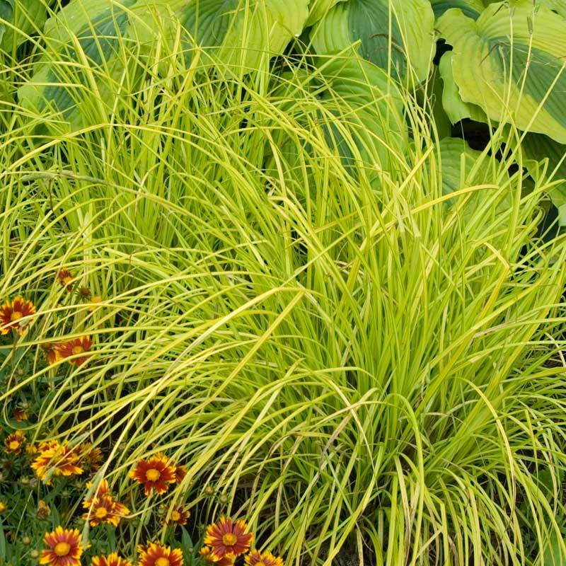 'Bowles Golden' Sedge (Carex) - Image 5