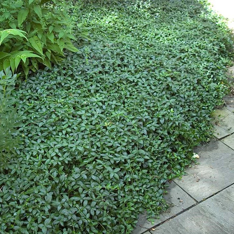 'Bowles' Periwinkle Vine (Vinca) - Image 2