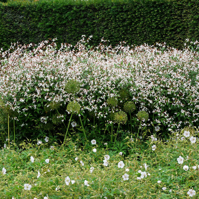 Bowman's Root - Image 2