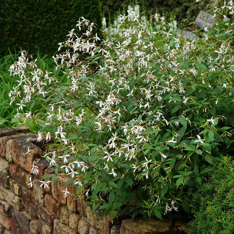 Bowman's Root - Image 4