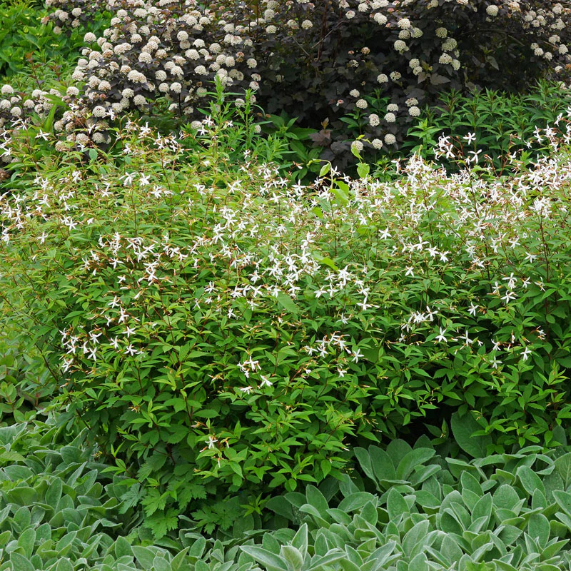 Bowman's Root - Image 6