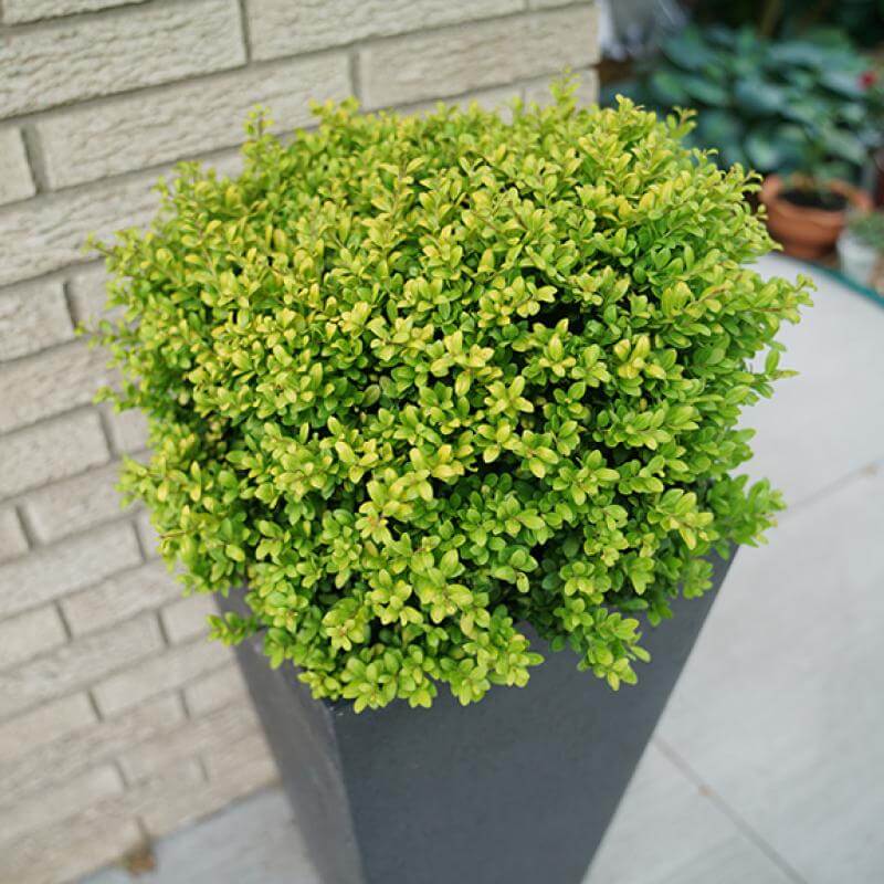 Brass Buckle® Japanese Holly - Image 2
