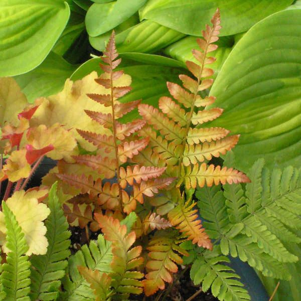 'Brilliance' Autumn Fern (Dryopteris) - Image 2