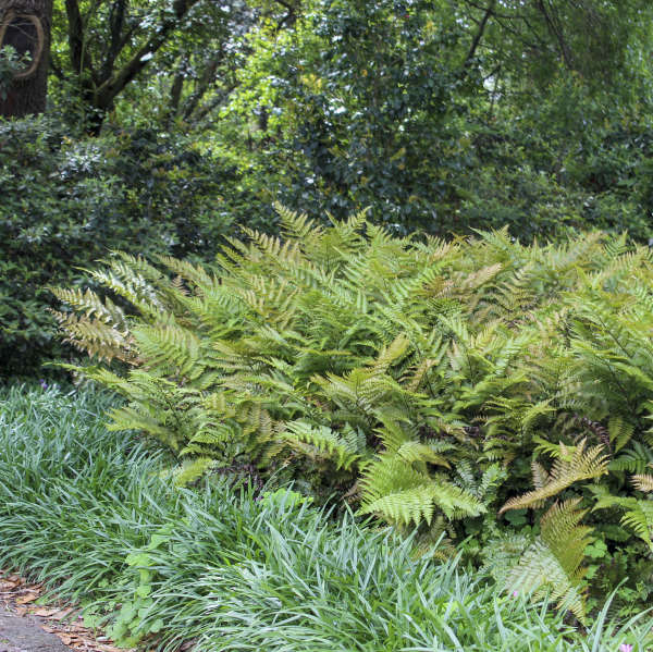 'Brilliance' Autumn Fern (Dryopteris) - Image 3