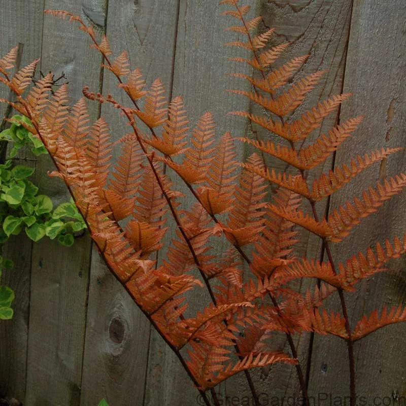 'Brilliance' Autumn Fern (Dryopteris) - Image 4