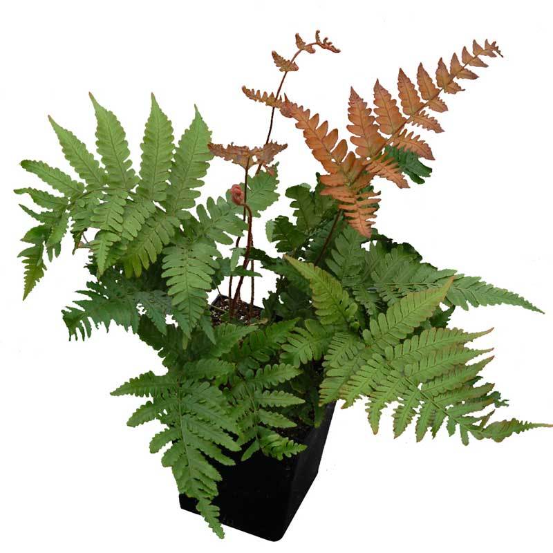 'Brilliance' Autumn Fern (Dryopteris) - Image 5