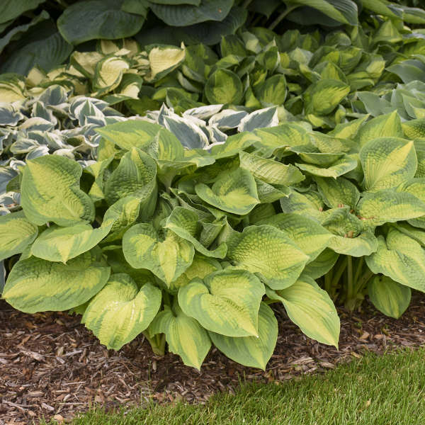 'Brother Stefan' Hosta - Image 2